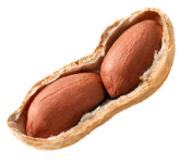 peanut 1